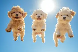 Semantic Triples as Puppies flying through the air!