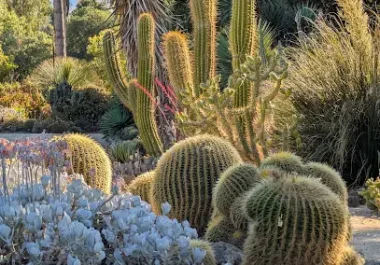 Desert garden with tall saguaro cactus, golden barrel cacti, and silvery drought-resistant plants