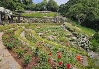Lush Berkeley garden with red roses and flowering plants in curved beds