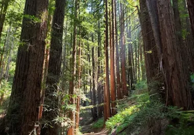 Sunlit forest path with tall redwood trees and green undergrowth