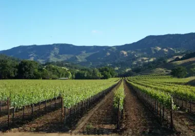 Wooden Valley Winery