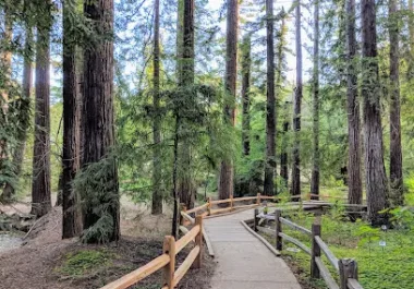 redwood-grove