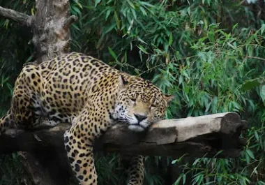sacar-zoo